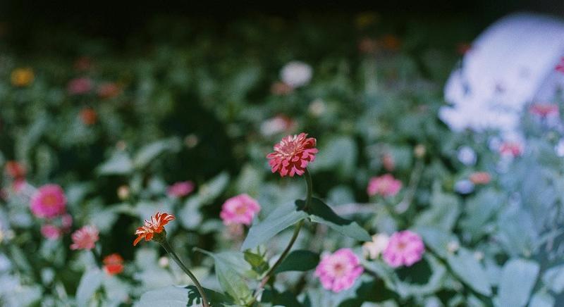 Megbírságoltak egy idős nőt Brassóban, mert virágot ültetett a tömbház elé
