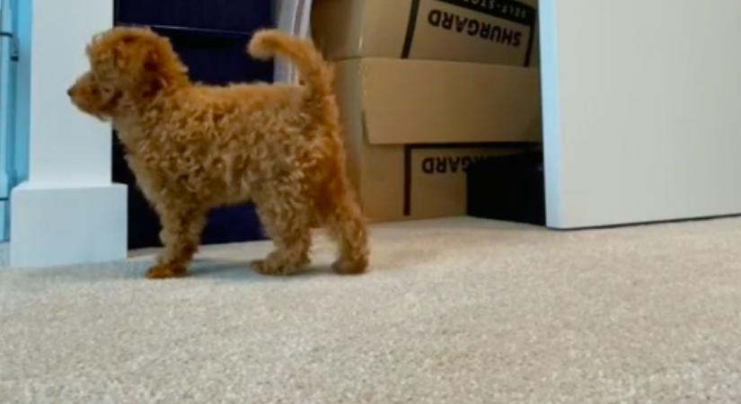 Azt hitte a nő, hiányozni fog a kutyának, ha elmegy otthonról: a kamera mást mutatott - Videó