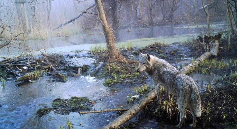 Csernobili mutánsok: így élik túl az állatok a halálos sugárzást a nukleáris katasztrófa sújtotta területen