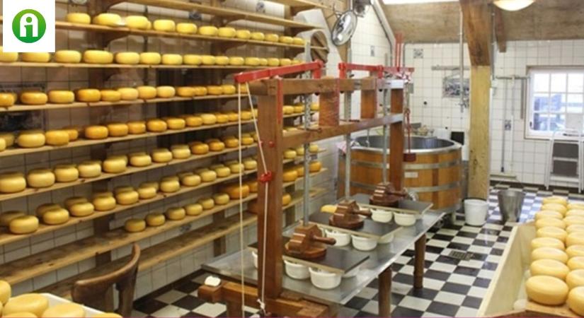 Ezért lopják elképesztő mértékben a sajtokat Hollandiában