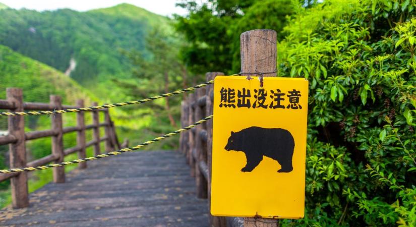 Fejrúgásokkal fékezte meg a rátámadó medvéket egy japán karatemester