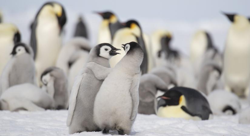 Tömegesen pusztulnak a pingvinfiókák a felmelegedés miatt