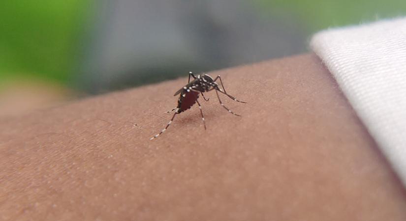 Egyre több a veszélyes szúnyog Európában