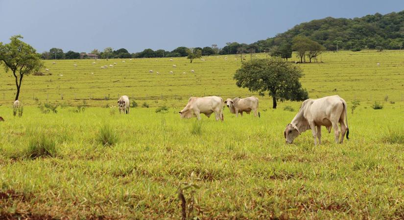 Az agráróriás tovább nő: Brazília 35%-kal bővítheti termőterületét