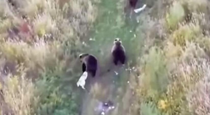Medvék közt bukkantak rá az elveszett kutyára - videó