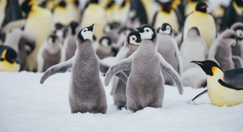Ezrével pusztulnak a pingvinfiókák az Antarktiszon
