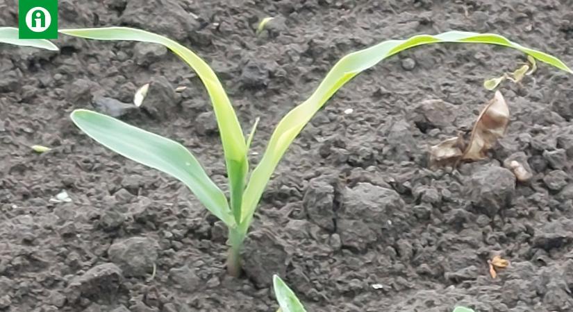 Támogassa a növényei kezdeti fejlődését talaj- és növénykondicionáló készítménnyel