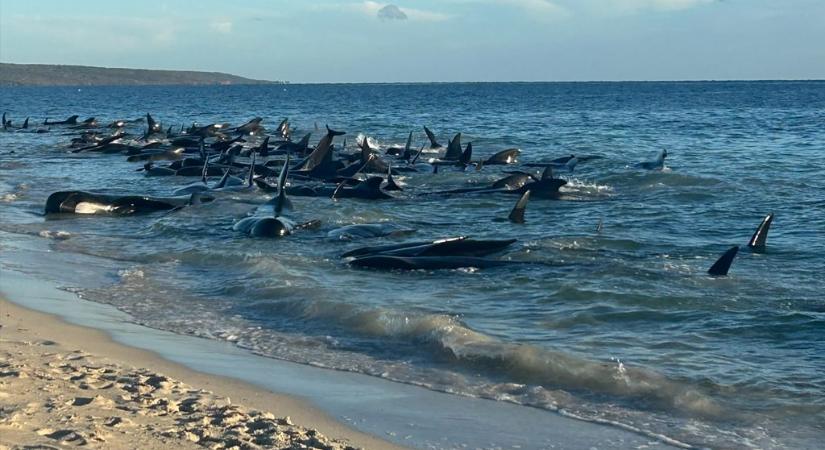 Újra a tengerben úsznak a partra vetődött delfinek