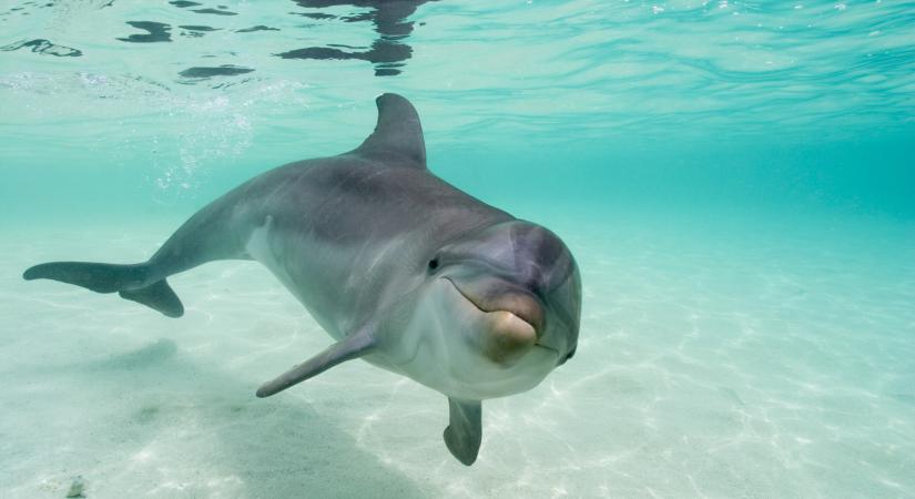 Agyonlőttek egy delfint az Egyesült Államokban