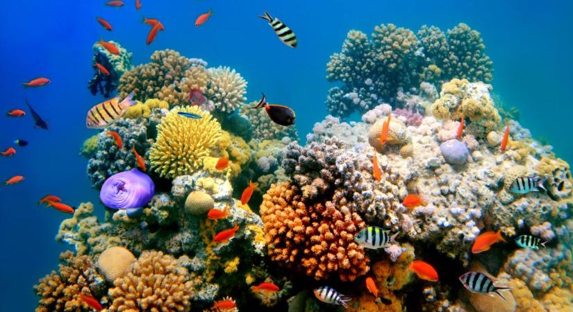 Tenyésztett korallokkal népesítenék újra a korallzátonyokat