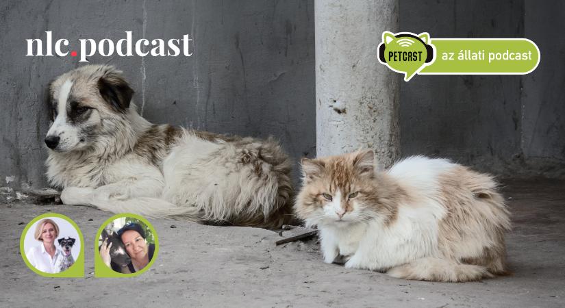 Petcast. Az állati podcast: A magyar valóság: sokan bánnak tárgyként a társállatokkal még ma is