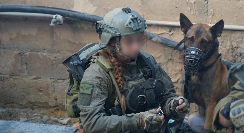 Kidobott miskolci kutyából lett Izrael bombakereső sztárja Rókica