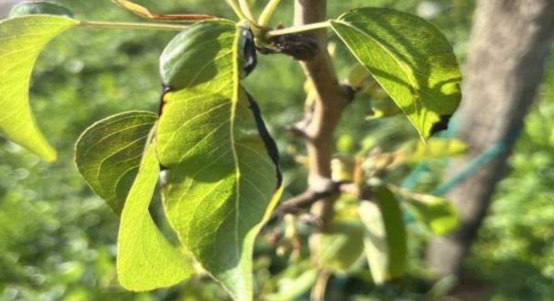 Melyik betegség okoz fekete foltokat a körtefa levelein?