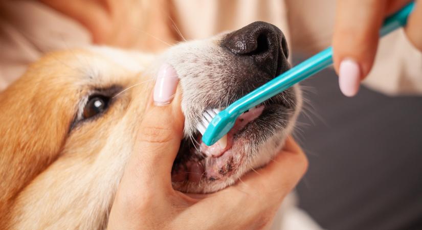 Így hosszabbítja meg kutyád életét a fogmosás