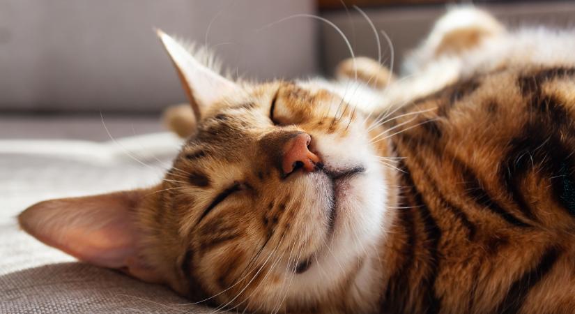Ha így alszik a macskád, azzal üzenni szeretne