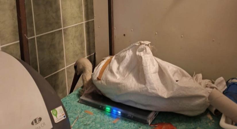 Itt az igazság a nyírlugosi gólyáról: nem megenni, menteni akarták