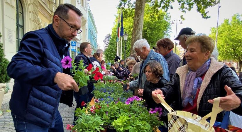 Háromezer virágpalántát osztottak ki Békéscsabán