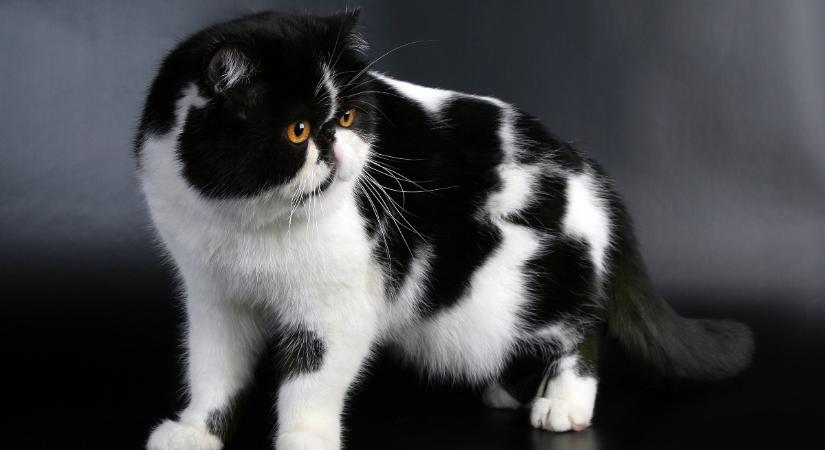 Felismered-e a népszerű macskafajtákat jellemző vonásaik alapján? – Kvíz