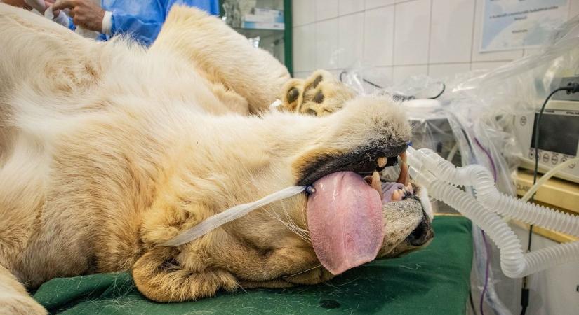 Ivartalanító műtéten esett át a Pécsi Állatkert két nagymacska hölgye