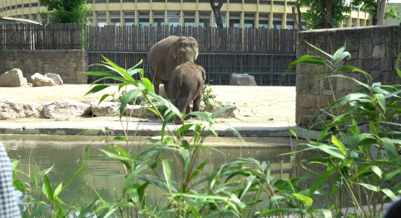 Harmadik születésnapját ünnepli Samu, az elefánt  videó