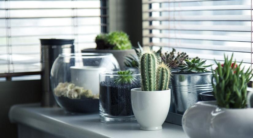 Penész van az otthonodban? A növényeid segítenek!