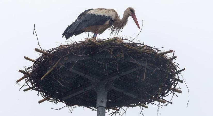 Negyven év után tértek vissza Kömlődre a gólyák, műfészket építettek nekik