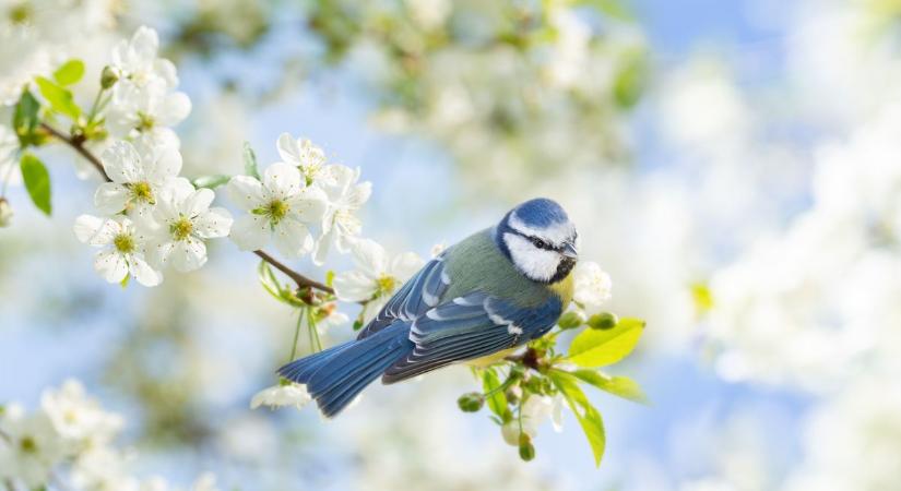 Folyamatosan nő a madarak agymérete, vélhetően okosabbak lettek