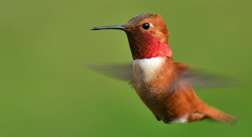 Hatalmas mellizmok, óriási hippokampusz és állandó éhség - a kolibrik világa különbözik minden más madárétól