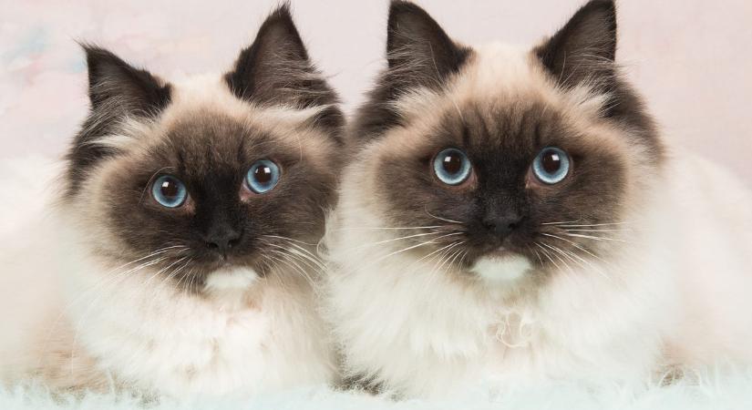 Miliókat fizetett, hogy klónoztassa elhunyt macskáját: kétszer is sikerült