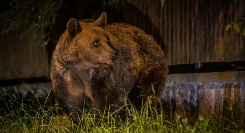 Ismét a Pacsirta sétányról „jelentkezett be” a Csíkszeredába bejáró medve