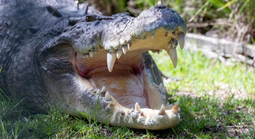 Kihúzták Elvis fogát: műtét közben felébredt a beteg krokodil