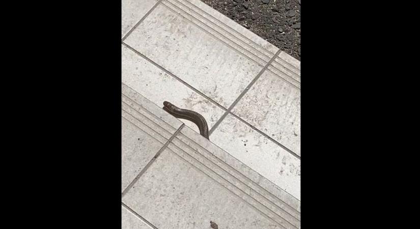 Kígyót találtak Miskolc belvárosában