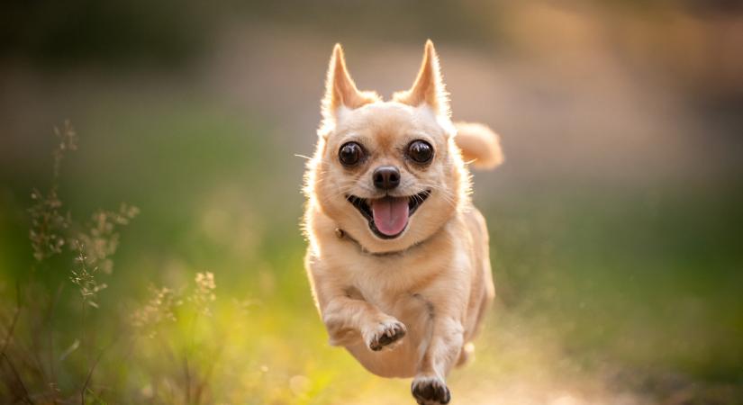 Ezt rengeteg kutyatartó nem tudja: 10 jelzés, ami elárulja, házikedvenced valóban boldog-e