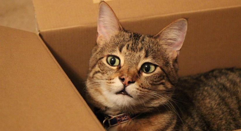Több száz kilométert utazott egy macska egy csomagküldő szolgálat dobozában