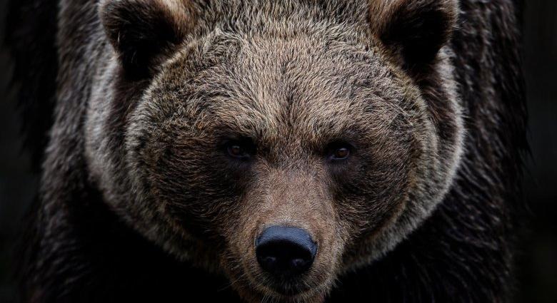 A vasárnap sem telt el medve miatti Ro-Alert riasztás nélkül Csíkszeredában