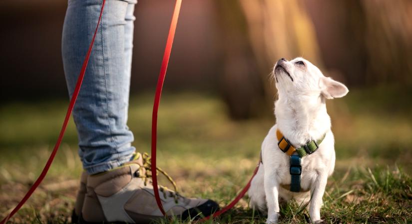 A hám vagy a nyakörv jobb a kutya számára? Az egészsége a tét