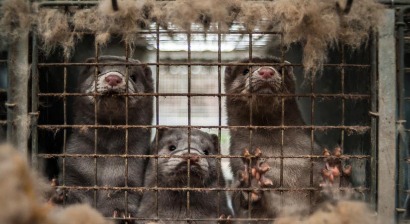 Újabb járványügyi kockázat Kínában: szőrmetelepekről jöhet a következő halálos vírus