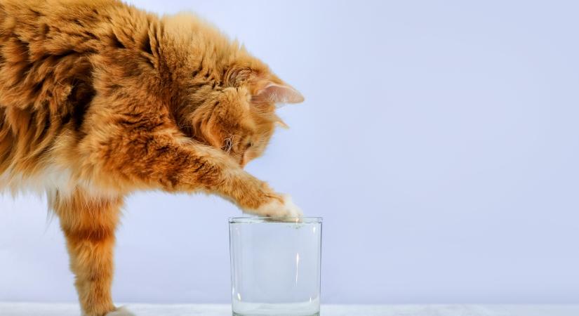 Miért kaparja a macska a vizet?