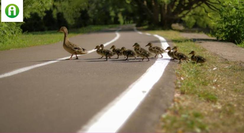 Ha kacsacsaláddal találkozol az úton, így segíts nekik! VIDEÓ