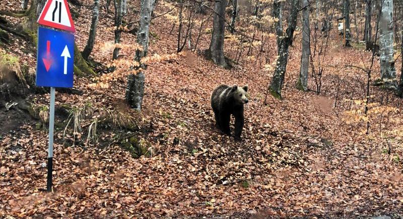 Új lakóhelyén garázdálkodik hét elköltöztetett medve