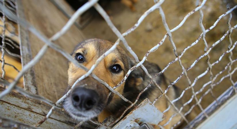 Állatkínzással vádolják, mert nem vitte állatorvoshoz a kutyáját