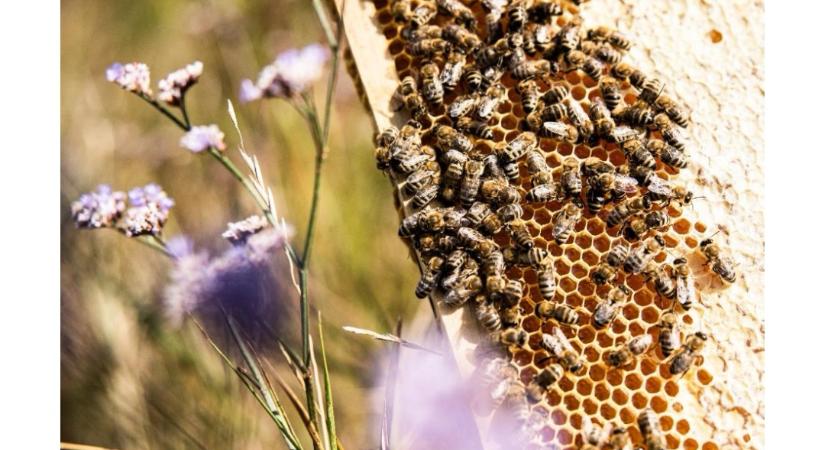 5 irigylésre méltó méh-tulajdonság