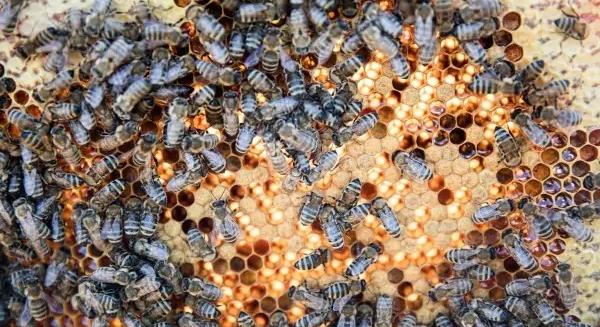 Mit tanulhatunk a méhektől?