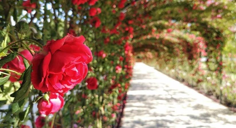 Jutalom az érzékeknek: illatozó rózsakert a fertődi Esterházy-kastélyban