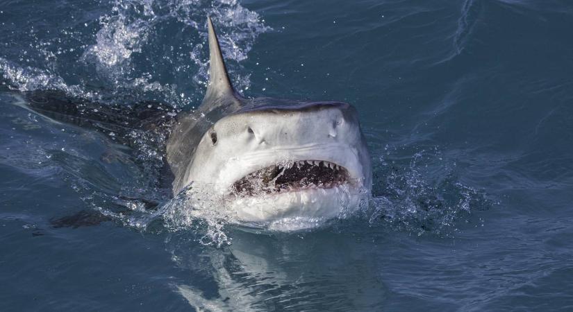 Így van most a cápatámadás áldozatául esett brit férfi