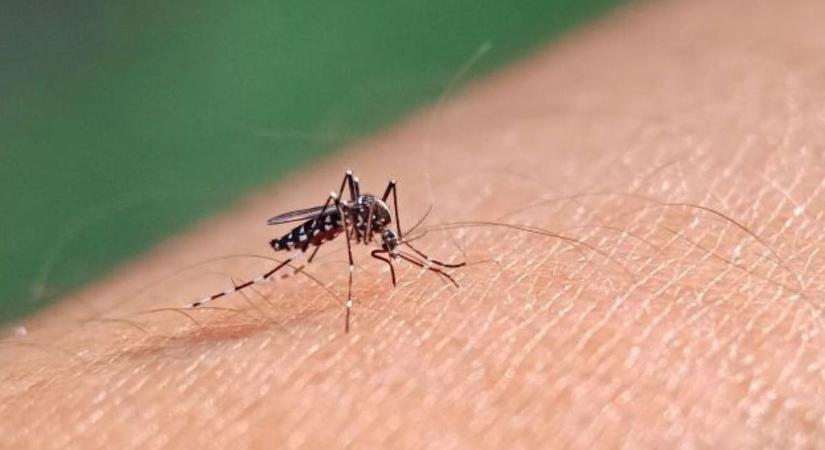 Több vármegyében is folytatódik a héten a szúnyogirtás