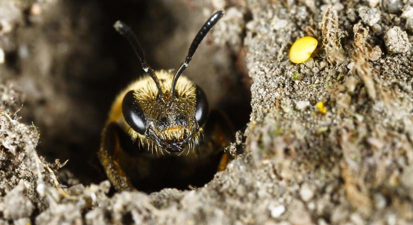 Mit tanulhatunk a méhektől? 5 irigylésre méltó méh-tulajdonság