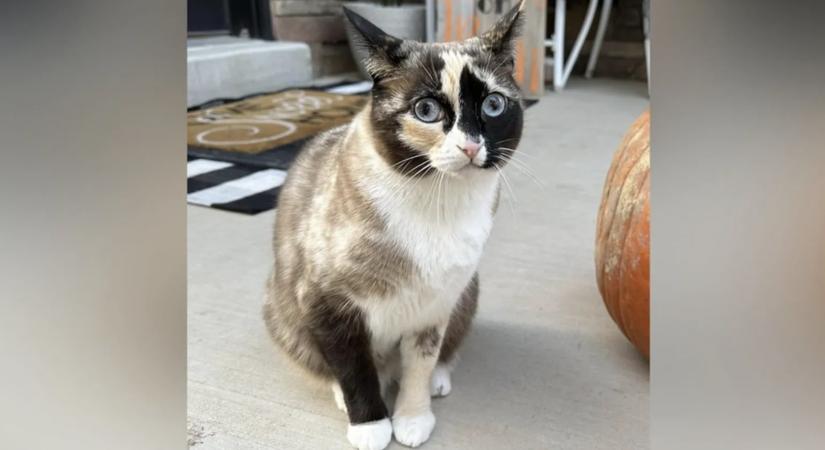 Kaliforniában kötött ki a macska, akit véletlenül feladtak a postán
