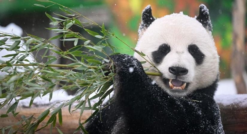 A kis panda visszafeküdt, nem hisz a tavaszi napsütésben  videó