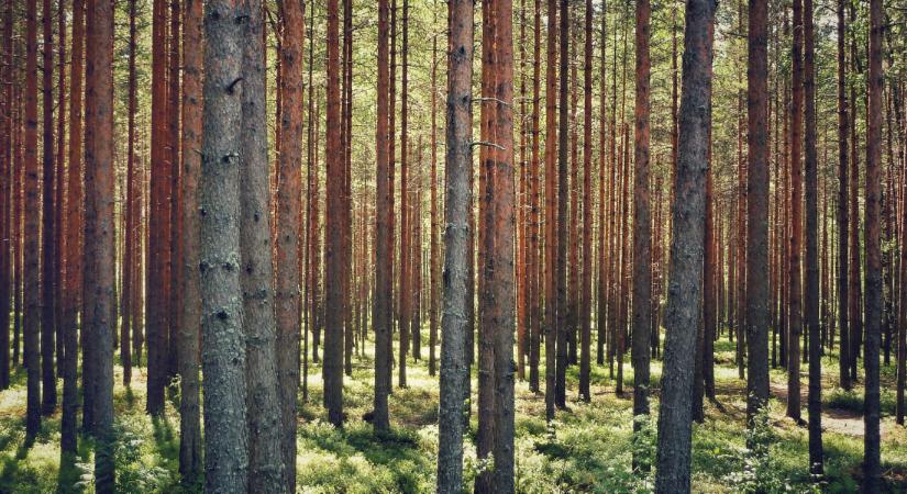 Tánczos: Új szemléletre van szükség az erdőgazdálkodásban